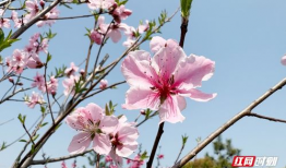 桃花视频,探寻浪漫时光的美丽瞬间